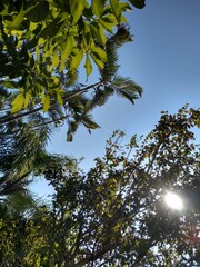 green leaves against blue sky