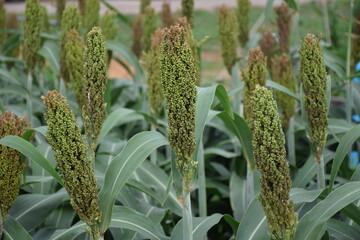 Obraz premium sorghum is a cereal that is very easy to eat with benefits.