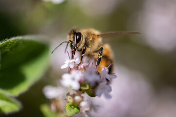 flei&szlig;ige Honigbiene auf bl&uuml;hendem Thymian, sammeln von Nektar und Pollen.