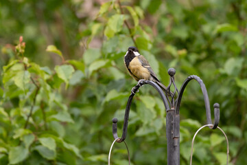 great tit parus major perched on a bird feeder in the garden