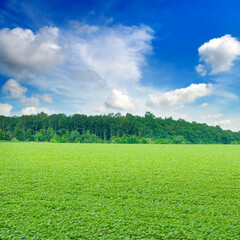 Green ripening soybean field. Agricultural landscape.