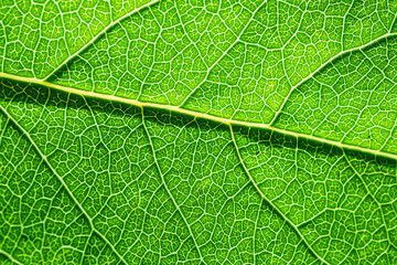Naklejka na ściany i meble Texture of a fresh green leaf close-up, macro photo. The concept of ecology, nature, spring, summer. Copyspace. World Environment Day. Abstract natural background.