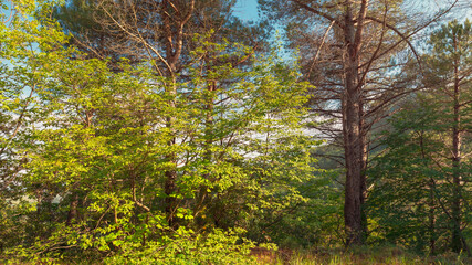 Obraz premium Beautiful woodland in spring, natural background