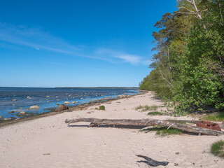 Baltic sea shore with trees