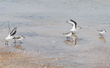Piping plover birds playing on the edge of the beach