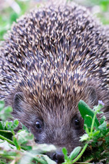 Hedgehog in the green grass eyes looking straight ahead