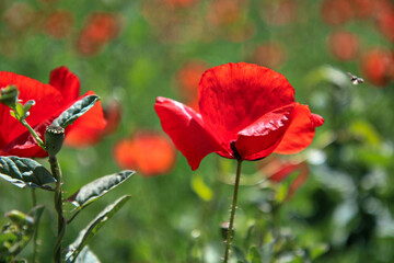 Obraz premium Zbliżenie: jaskrawoczerwone kwiaty maku na polu, w oślepiającym świetle jasnego słońca wczesnego lata