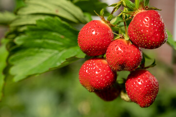 Sweet ripe red strawberry hanging on plant in garden