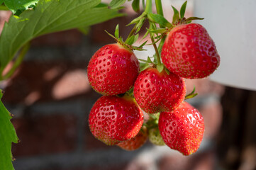 Sweet ripe red strawberry hanging on plant in garden