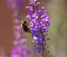 Bee on flower