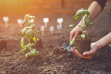 Hand of unknown gardener is using small garden shovel and holding young green basil seedling or...