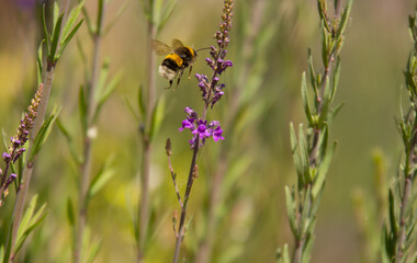 Bee on flower