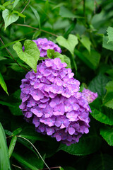 日本の東京都王子の飛鳥山で咲く　梅雨の時期の水滴がつく紫陽花の紫色の花