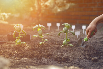 Hand of unknown female is digging by small garden shovel, planting green basil seedlings or plants in fertilized black soil. Sunny day. Close-up
