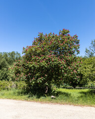 Fototapeta na wymiar Near the Garden of the Butterflies Friedrichsruh a blooming tree
