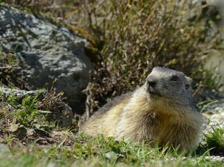 Marmotte, Arolla, Suisse