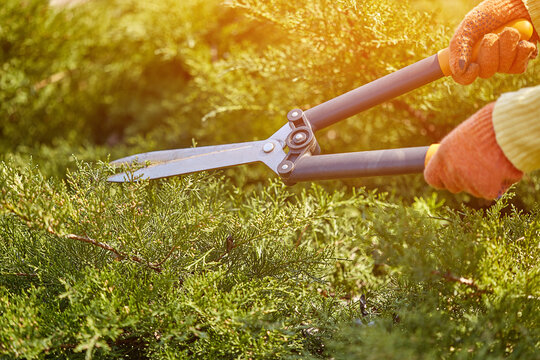 Hands Of Gardener In Orange Gloves Are Trimming The Overgrown Green Shrub Using Hedge Shears On Sunny Backyard. Worker Landscaping Garden. Close Up