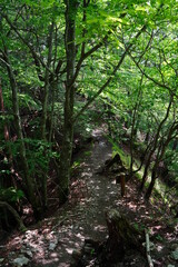 Mountain road with a lot of tree roots at Myohogatake mountain, Chichibu, Tokyo, Japan. 
It's a road to 
