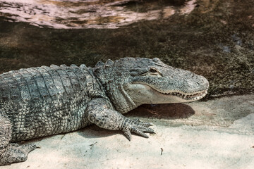 Alligator lies at the bottom of the pool
