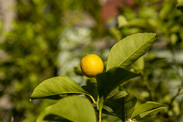 Yellow fruit on a lemon tree. Plants. Fruit, Food. Copy Space.