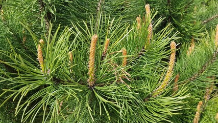 Young shoots on the branches of pine trees in mid spring © Anatolijs