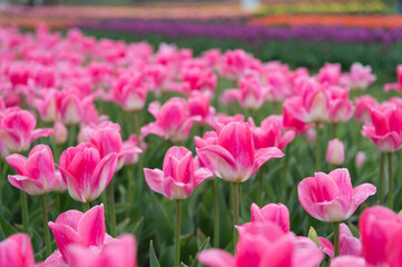 Mothers day. Womens day concept. Spring season. Pleasant aroma. Gardening concept. Grow flowers garden. Rosy pink flower that bloom in middle of spring. Adorable tulips. Tulips farm. Tulips field