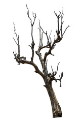 Dead tree isolated on a white background, clipping path