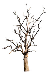 Dead tree isolated on a white background, clipping path