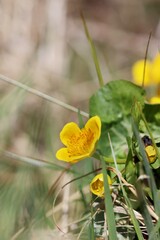 Marsh marigold flowers on a spring wet meadow. Close up.