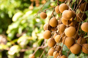 Fresh longan fruit hanging on branch with green leaves ready to harvest in longan agriculture farm. Selective focus.