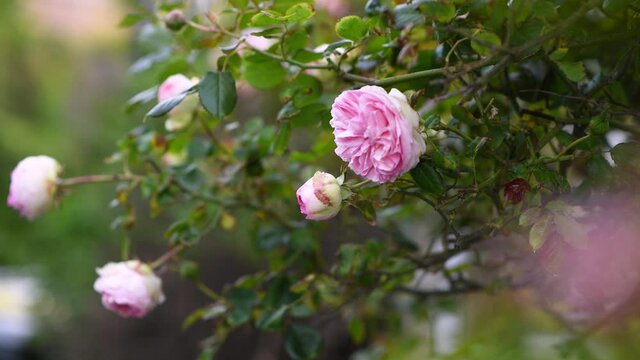 Beautiful english rose of David Austin. Summer in garden.