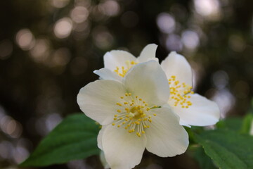 Obraz premium Bright white flowers of Philadelphus coronarius, sweet mock-orange, English dogwood.