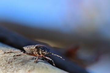Brown marmorated stink bug on a tree branch. Blue sky in the background. Close up.