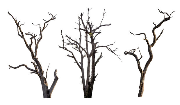 Set of dead tree isolated on a white background