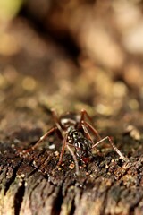Forest ant on the edge of an old tree stump. Macro.