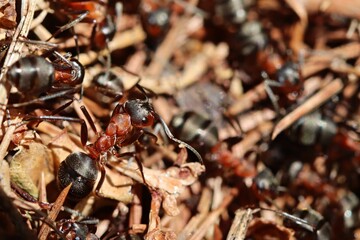 A group of forest ants at work on an anthill. Macro.