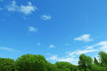 Fototapeta premium 夏の青空と雲と緑の木々