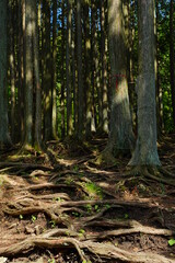 Mountain road with a lot of tree roots at Myohogatake mountain, Chichibu, Tokyo, Japan. 
It's a road to 