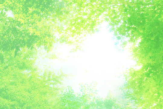 白と緑のキラキラ木もれ日イメージ夏背景