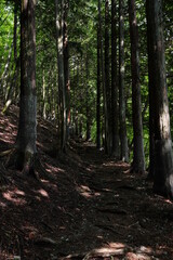 Obraz premium Mountain road with a lot of tree roots at Myohogatake mountain, Chichibu, Tokyo, Japan. It's a road to 