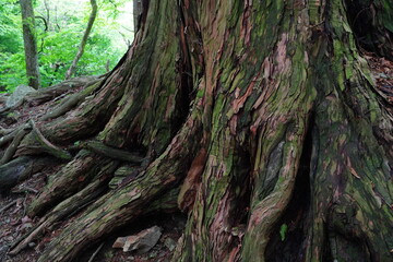 Mountain road with a lot of tree roots at Myohogatake mountain, Chichibu, Tokyo, Japan. 
It's a road to 