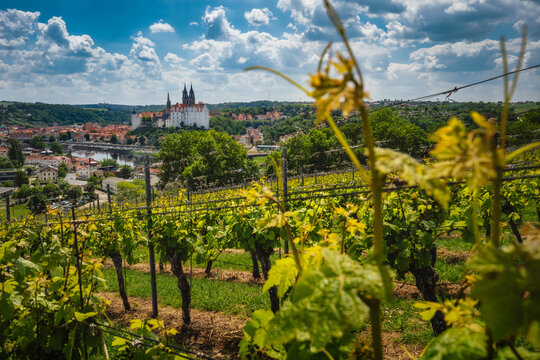 View Of Meissen Castle On Elbe River, Saxony, Germany. Vineyards On Sunny Day