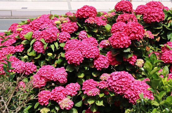 Very beautiful and large red flowers grow on hydrangea bushes in the summer season