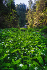 a little waterfall framed with big rocks covered with moss in a forest with fallen trees in the...
