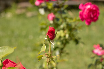 Red roses bloomed in late spring and early summer. Red rose on a meadow, rose bush. Blooming flowers on a green background. Background for desktop or wallpaper
