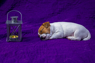 little puppy jack russell terrier sleeps near a nightlight, a gray lantern in which a candle is lit...
