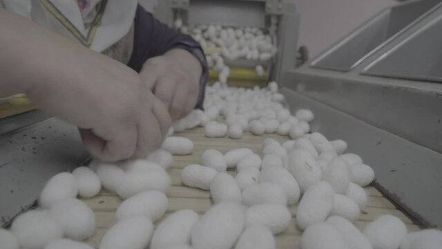 Close-up video shoot of people who parse and process silkworm cocoons for silk thread production. Slog 2 was shot in video format.