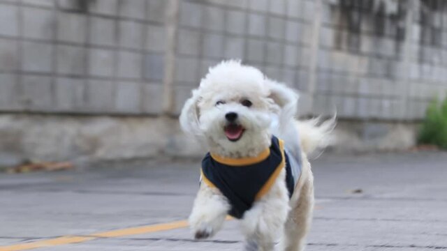 Adorable shih tzu poodle dog wear a shirt is running on the street with happiness in the evening