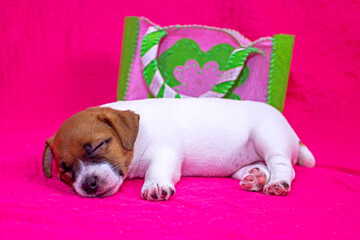 fashionista puppy jack russell terrier girl sleeping on a pink coverlet near a felt bag. Glamorous background. Going on a trip.