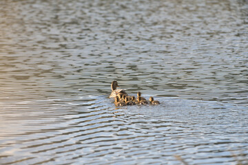 The wild duck mother floating on the pond with small babies